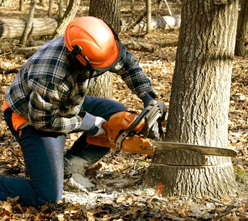 Tree Removal in Eva, TN